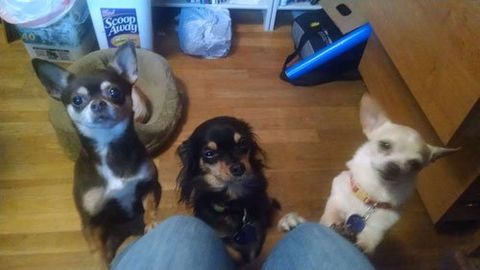 Group of Pets - Pet Care in Federal Way, Wa Group of Pets - Pet Care in Federal Way, Wa