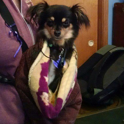 Dog - Janice's Critter Care in Federal Way, WA
