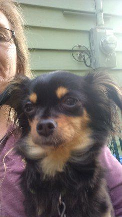 Dog face - Janice's Critter Care in Federal Way, WA