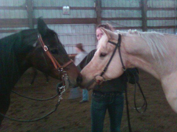 Couple horses - Janice's Critter Care in Federal Way, WA