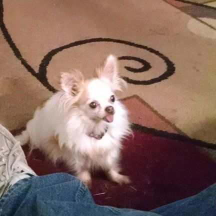 White Dog - Janice's Critter Care in Federal Way, WA