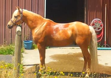 Horse - Janice's Critter Care in Federal Way, WA