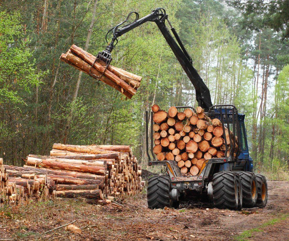 raccolta legno