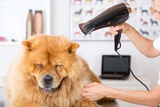 Canine hairdresser - Dog Grooming in Mesa, AZ Canine hairdresser - Dog Grooming in Mesa, AZ