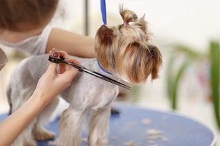 Yorkshire terrier in the process of grooming - Dog Grooming in Mesa, AZ Yorkshire terrier in the process of grooming - Dog Grooming in Mesa, AZ