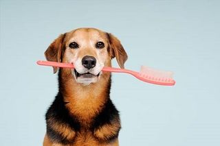 Teeth Brushing - Dog Grooming in Mesa, AZ Teeth Brushing - Dog Grooming in Mesa, AZ