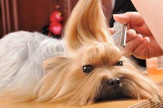 Brush Out - Dog Grooming in Mesa, AZ Brush Out - Dog Grooming in Mesa, AZ