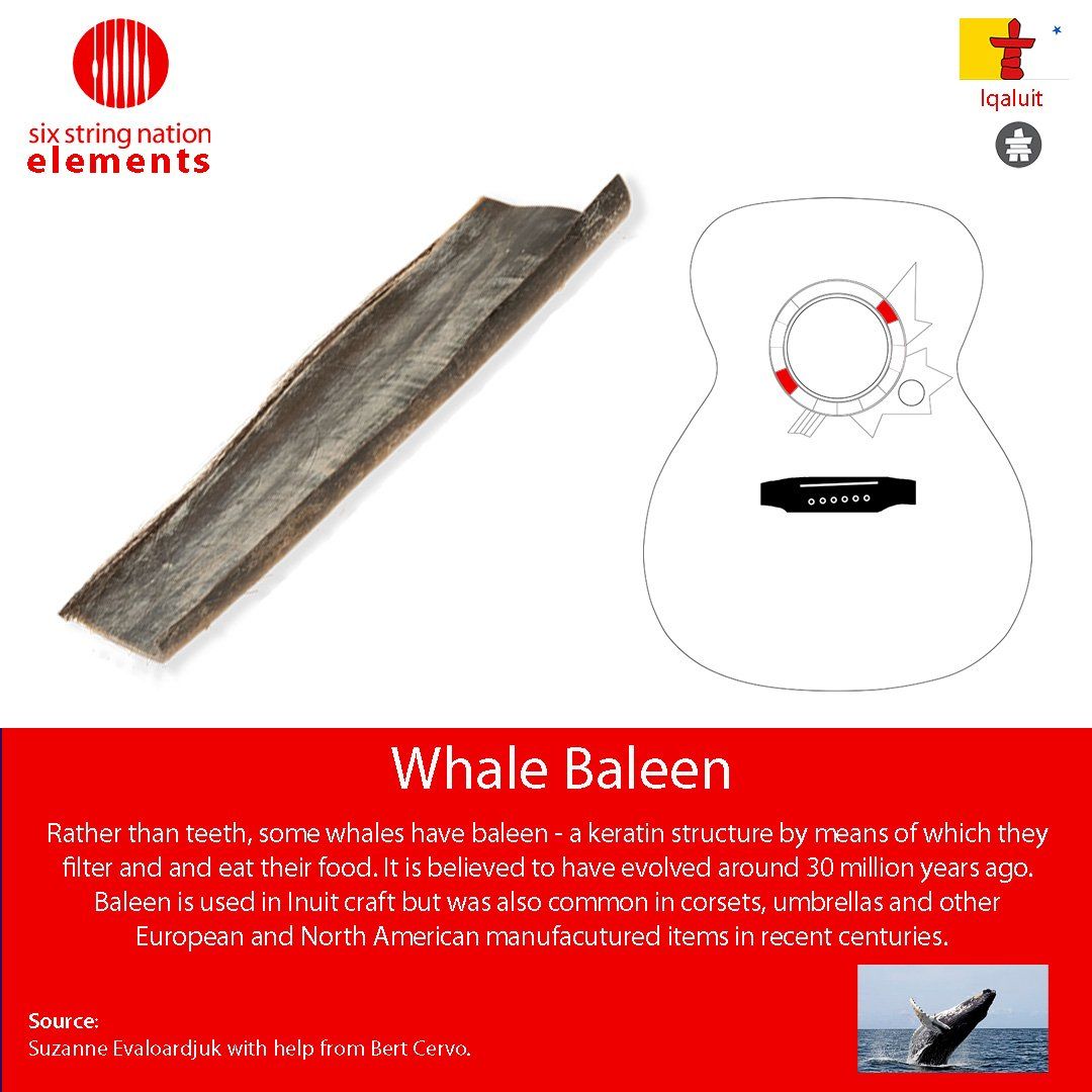 Whale Baleen