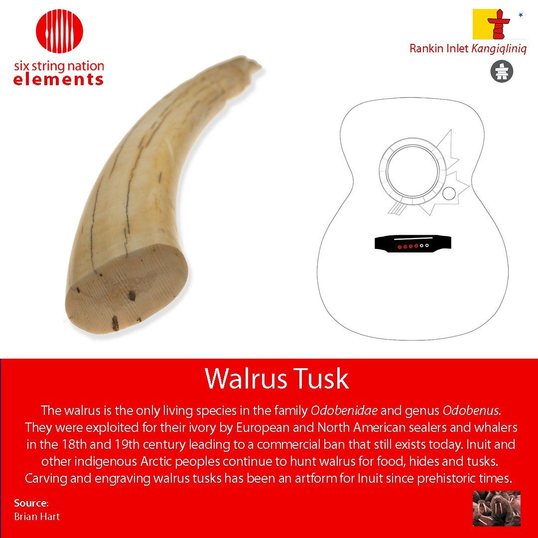Walrus Tusk