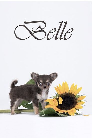 Dieren fotografie