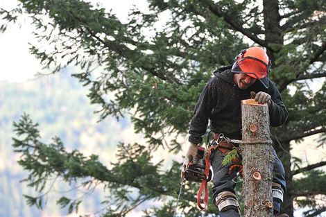 Tree Cutting