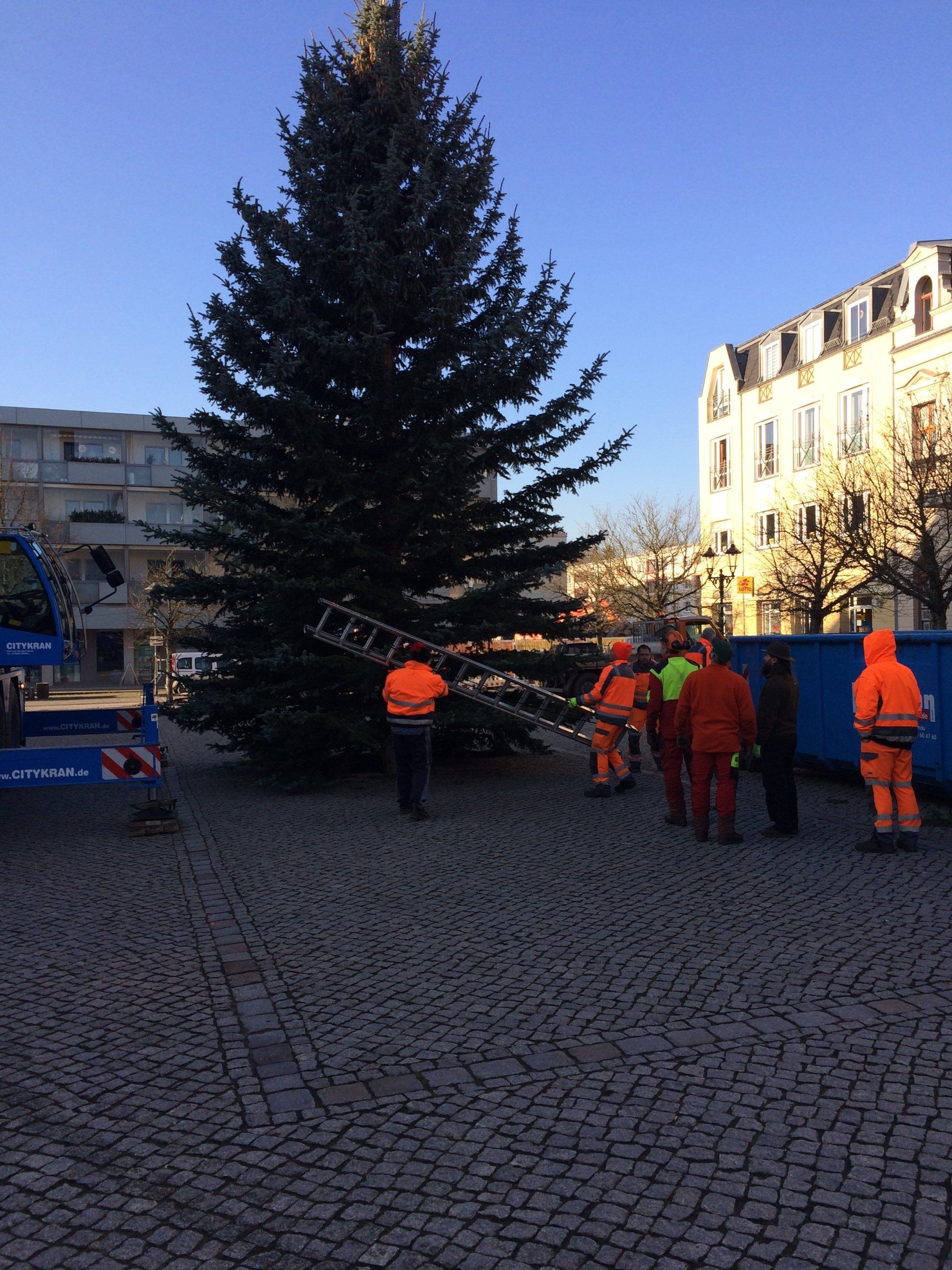 großer Tannenbaum