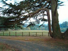 Trees