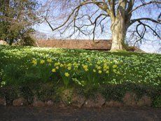 Flower bed