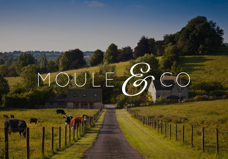 Cows graze on the side of a road that says moule & co