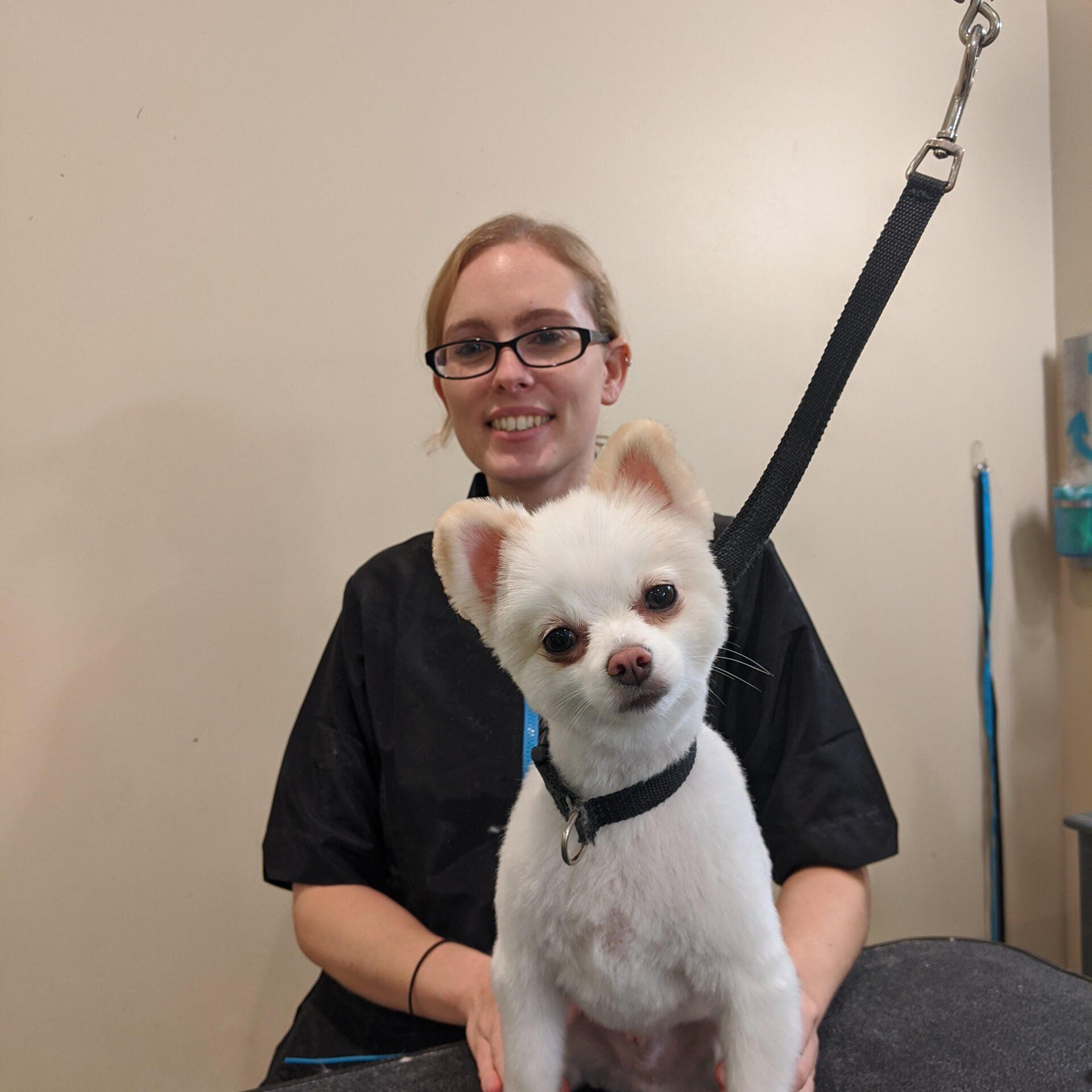 Dog Grooming Expert Holly Springs
