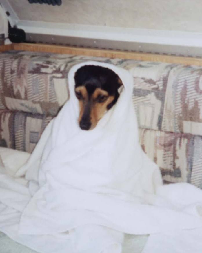 Puppy Ashley wrapped in a blanket Puppy Posh custom dog collars rescue story