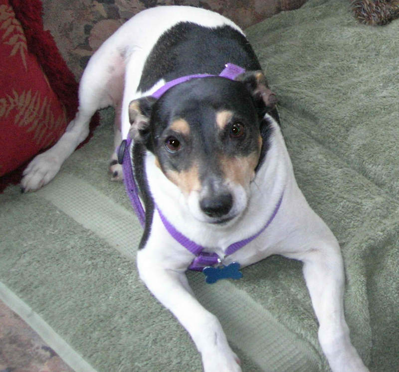 Handmade custom collar modeled by this cute furry friend