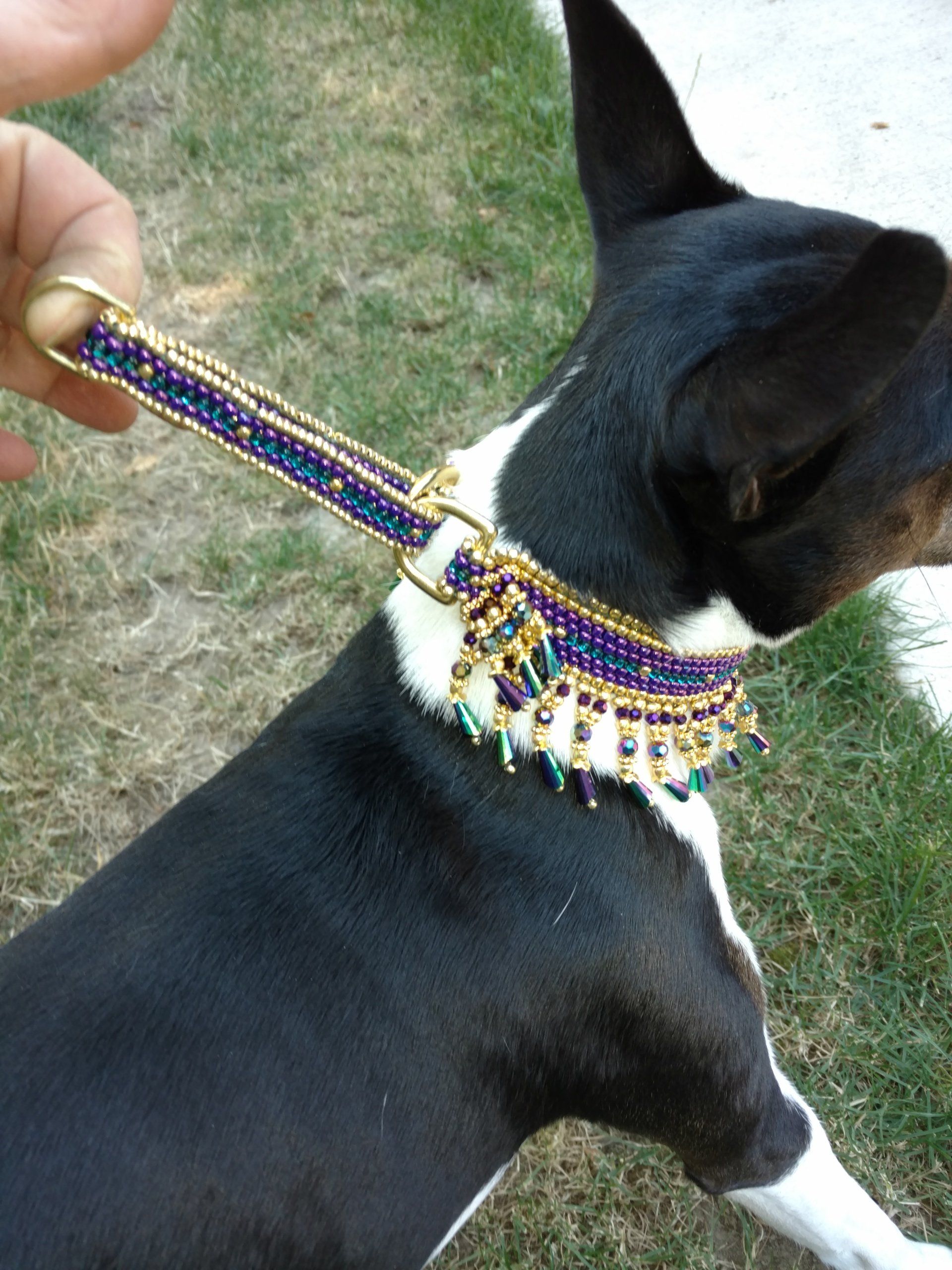Handmade custom dog collar modeled by this adorable furry friend