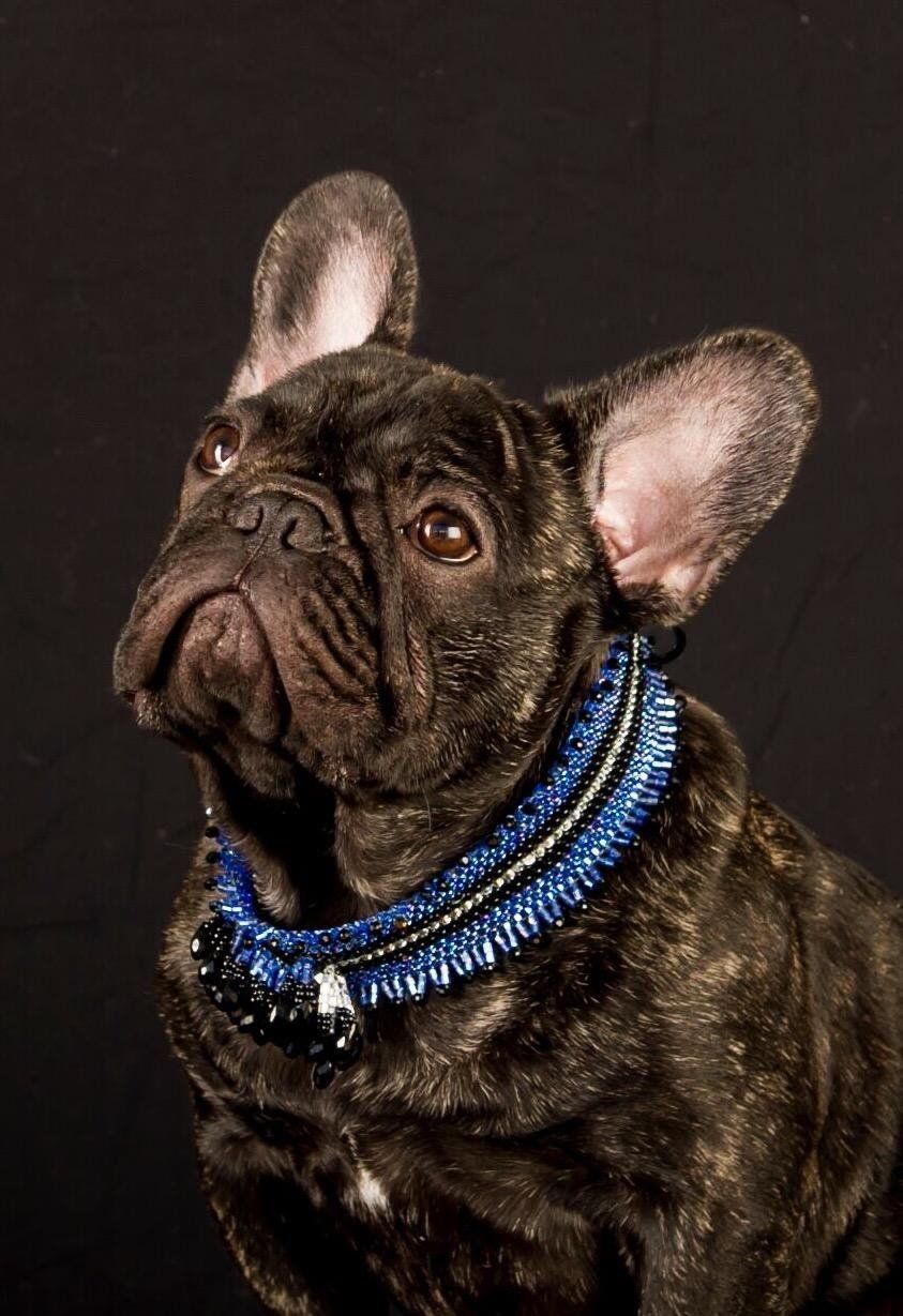 Handmade custom collar modeled by this adorable pup