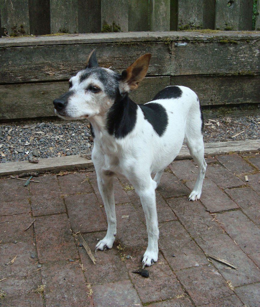 Sweet furry friend modeling a handcrafted custom dog collar