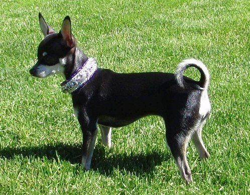 Raider in His New Collar Raider in His New Collar