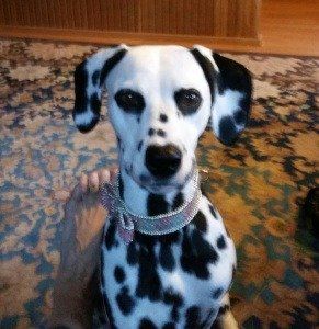 Nava with her new collar. Nava with her new collar.