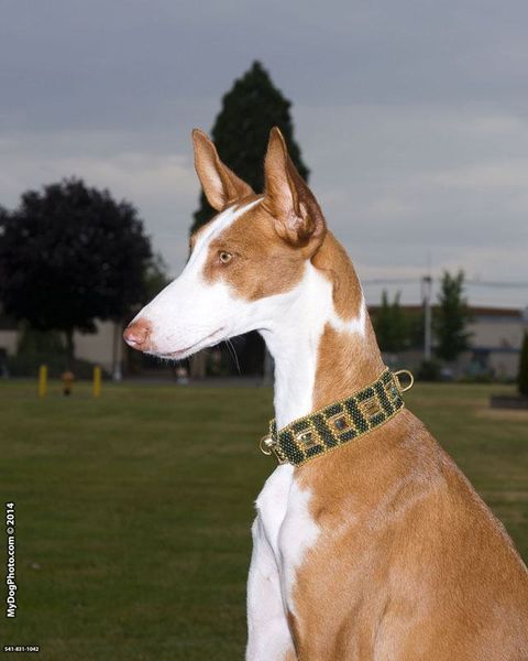 Puppy Posh exclusive collar proudly worn by this adorable dog