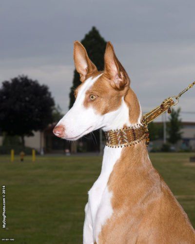 Sweet furry friend wearing a Puppy Posh custom dog collar