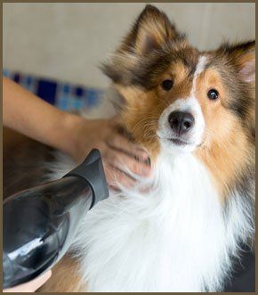  A small red cocker spaniel being brushed and groomed