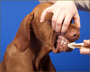  A dog having his teeth brushed as part of his groom