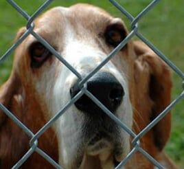 Dog Wire Fence - fence building in Dr, Aurora, CO