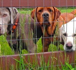 Animal Wire Fence - wood fence in Dr, Aurora, CO