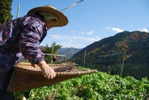 Iya Valley farmer