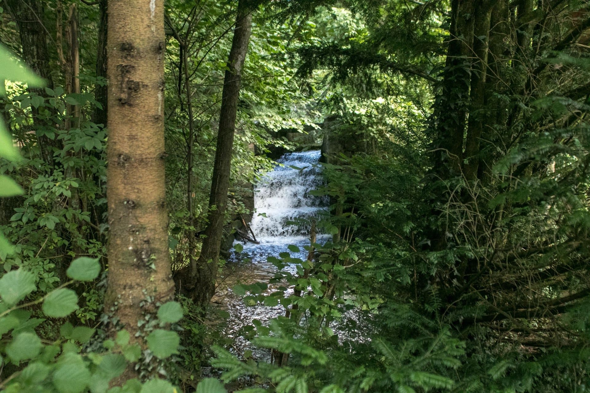 Ein kleiner Wasserfall inmitten eines Waldes, umgeben von Bäumen.