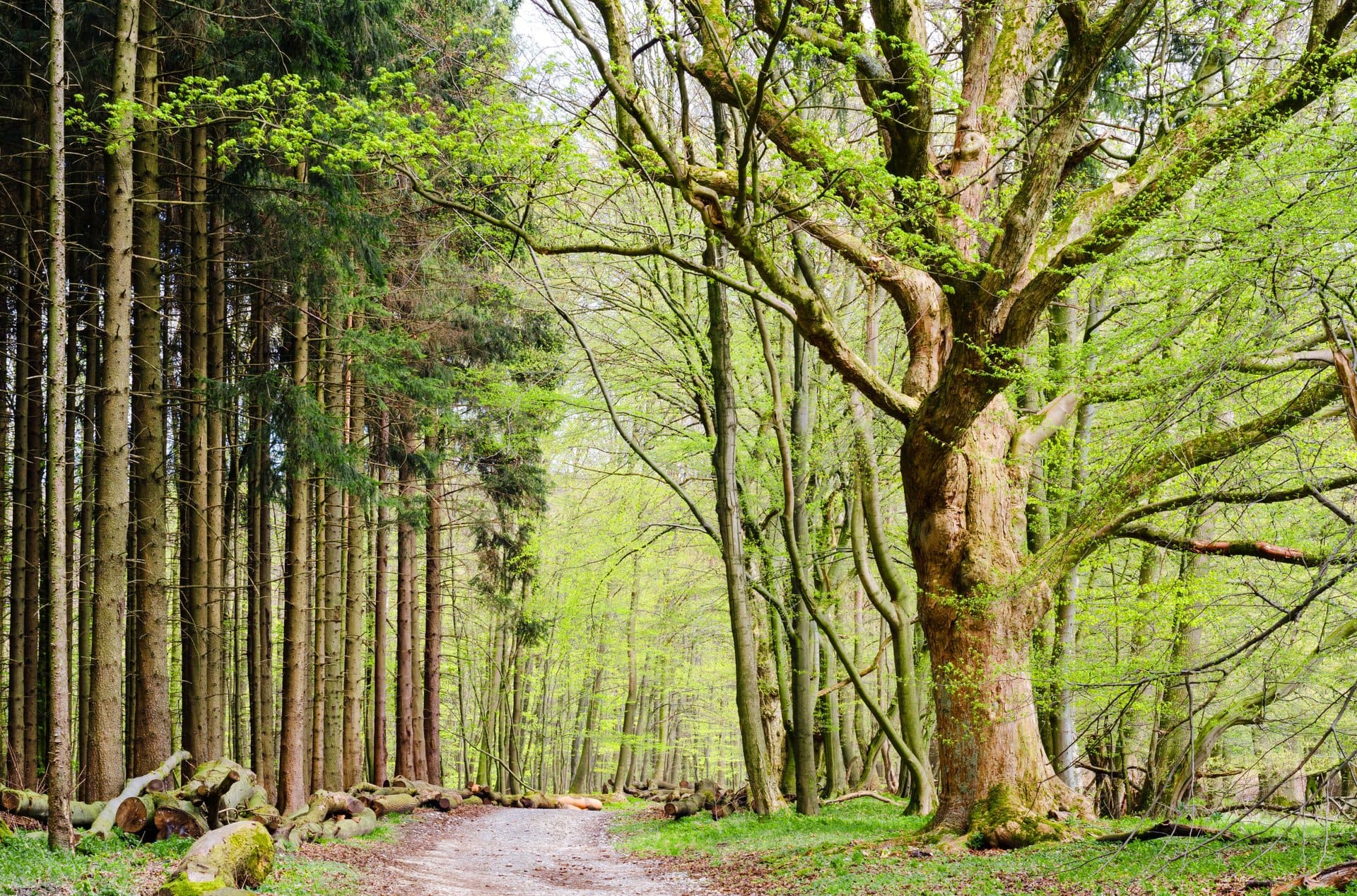 Ein Weg mitten in einem Wald mit Bäumen auf beiden Seiten.
