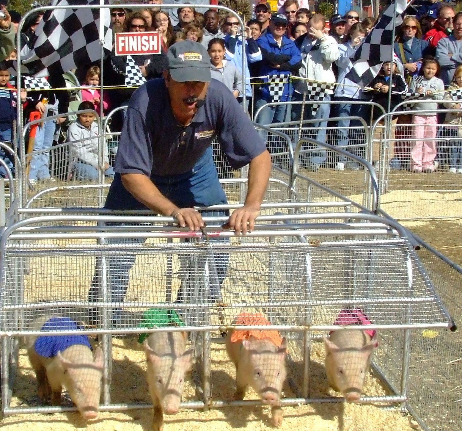 racing pigs