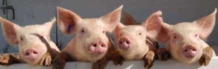 pigs