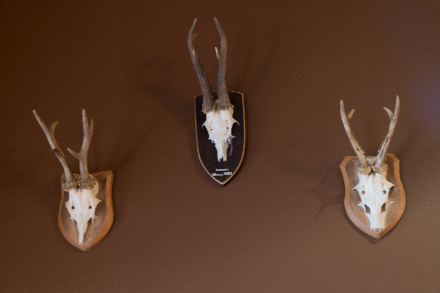 Trophy Room 19