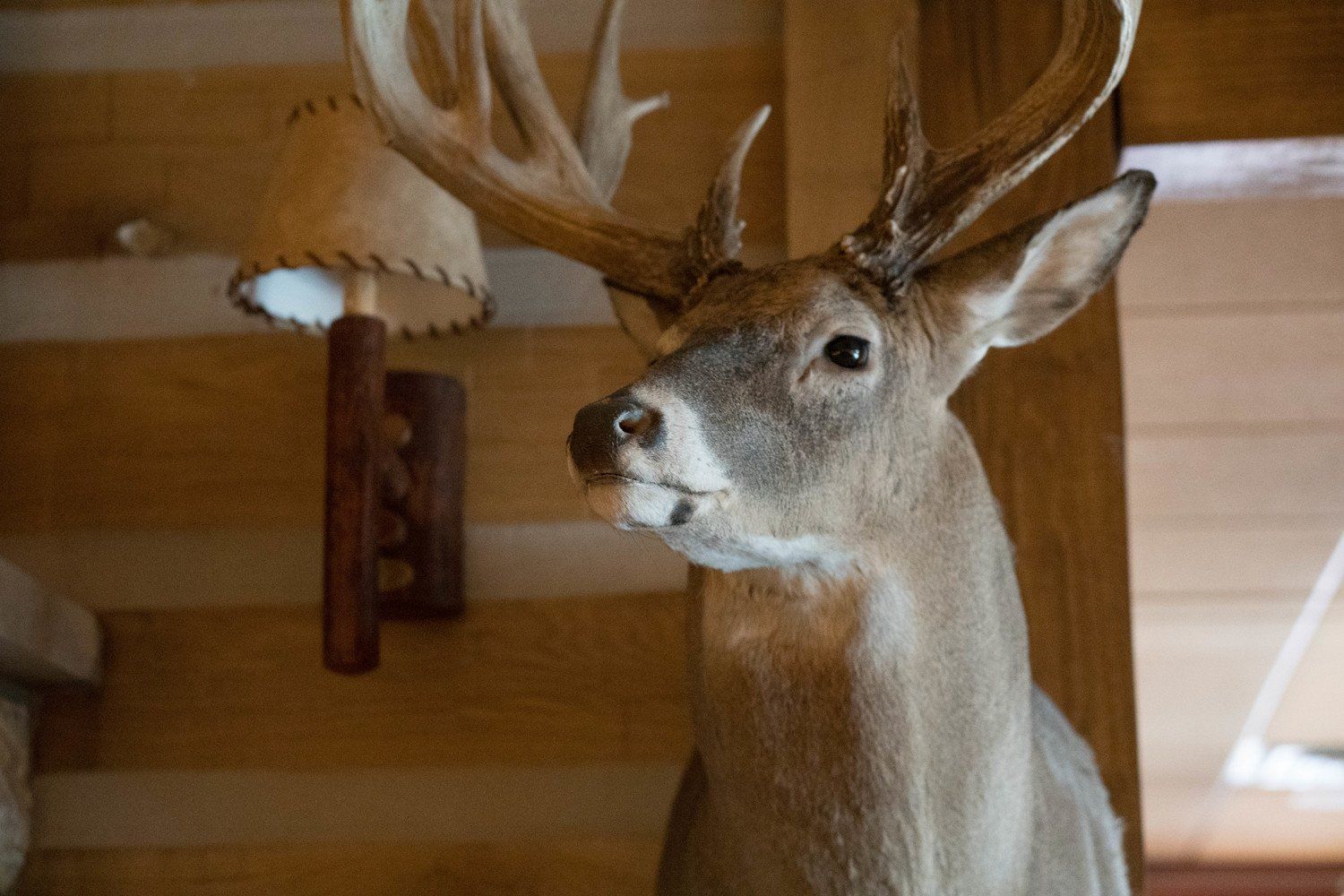 Trophy Room 22