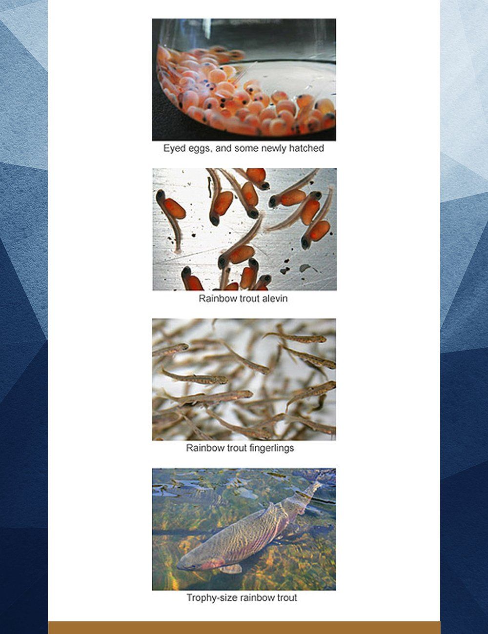 Types of Fish