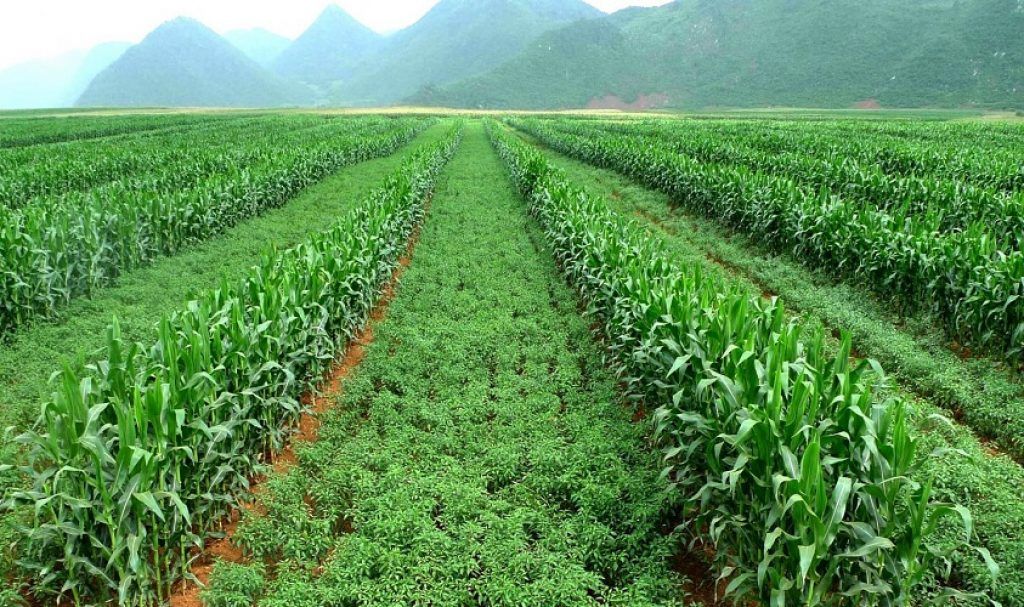 Strip inter-cropping