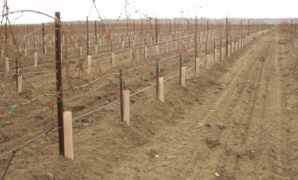 Vine row spacing