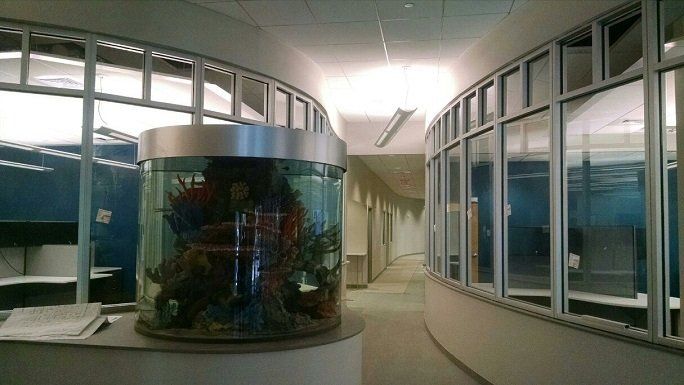 A cylindrical fish tank in a curved office hallway, blue/white walls, glass windows on one side.