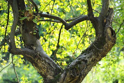 A tree with a heart shaped trunk and branches