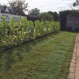 garden renovation