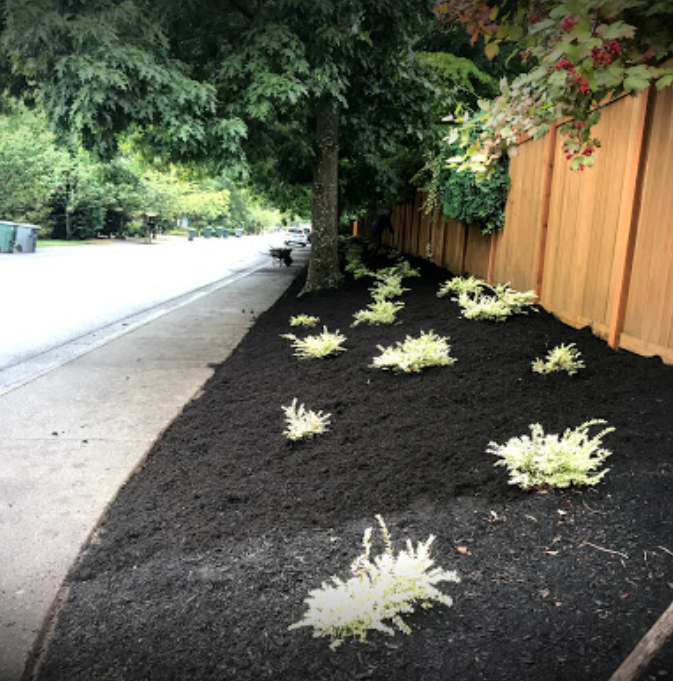 New Dark Mulch on beds In Bellevue, WA