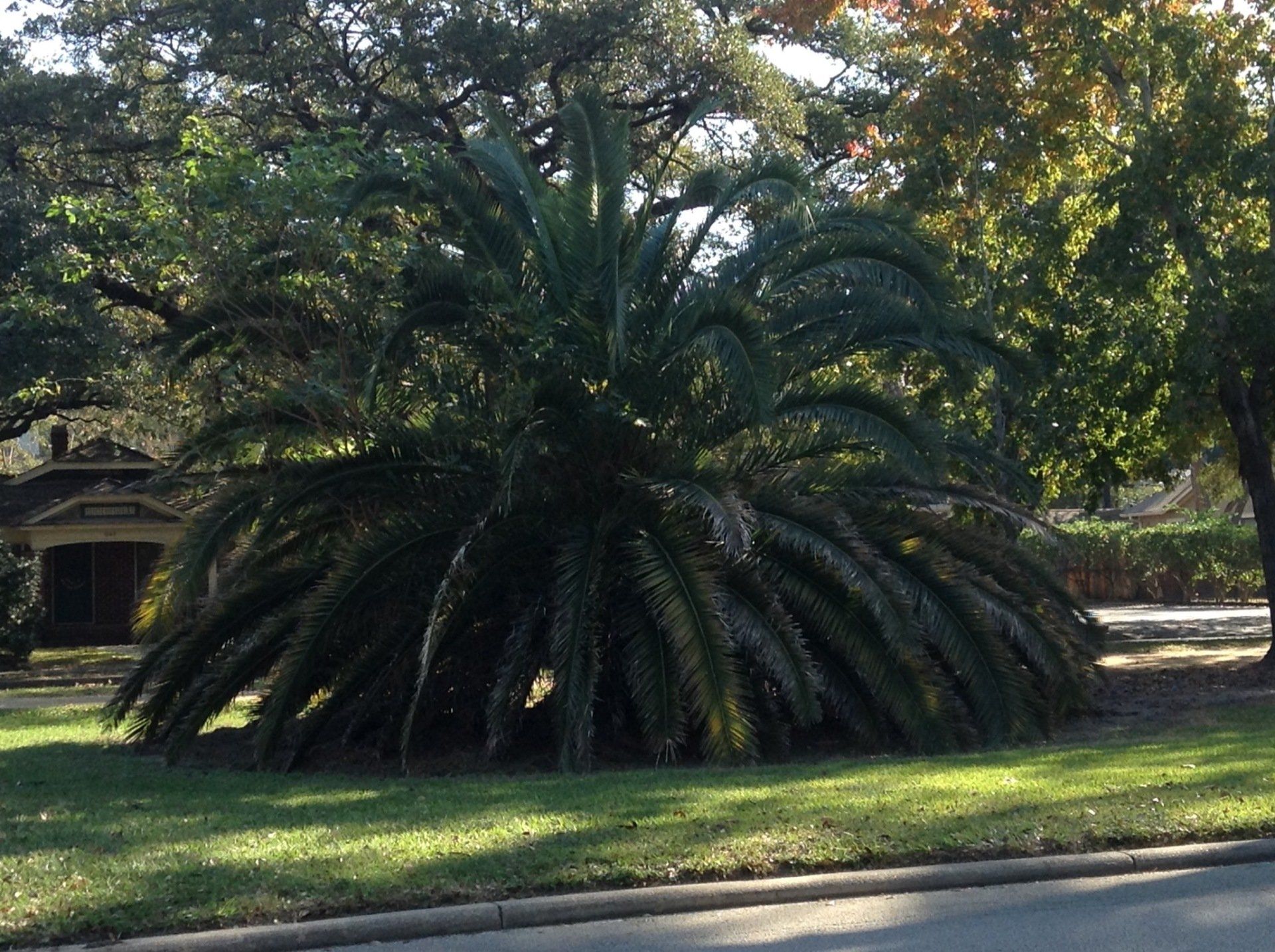 Historic Heights Neighborhood