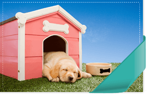 For Quality dog kennels in St. Boswells, Scotland call Arthurshiel Kennels Quality dog kennels