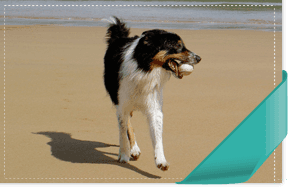 If You're looking for quality dog care in St. Boswells, Scotland call Arthurshiel Kennels You're looking for quality dog care